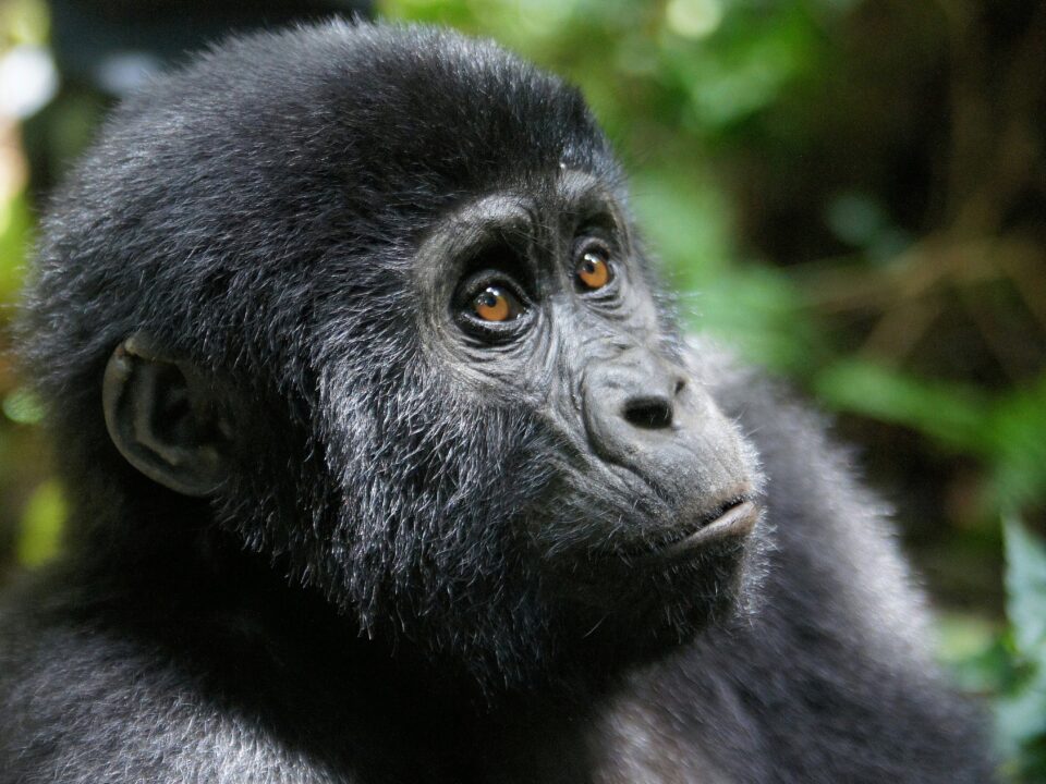Bwindi from Kigali-Adventures in Uganda