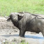 Big Five Safari-Safari Countries