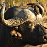 African Buffalo Facts-Game Drives at Kidepo Valley