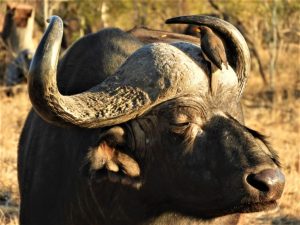 African Buffalo Facts-Game Drives at Kidepo Valley