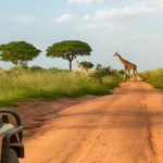Night Game Drives-Uganda Safari Destinations