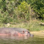 Hippo Facts