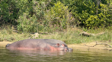 Hippo Facts