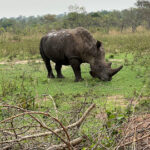 Big Five Safari-Safari Countries