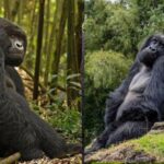 Blackback vs Silverback- Gorilla Double Trekking