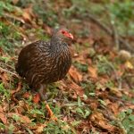Birding Safaris