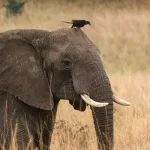 Shoebill Birding-Wildlife & Gorillas
