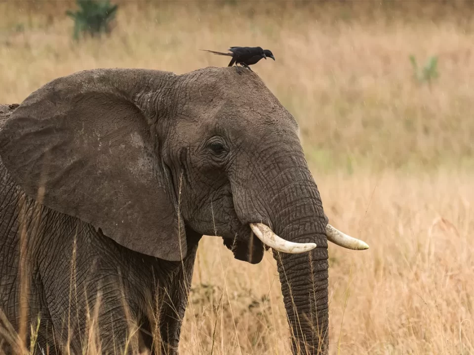 Shoebill Birding-Wildlife & Gorillas