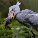 Birding Safaris-Shoebill Birding