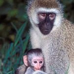 Golden Monkey-Golden Monkey Permits