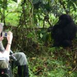 Gorillas Bond With Humans-Time Gorilla Trekking