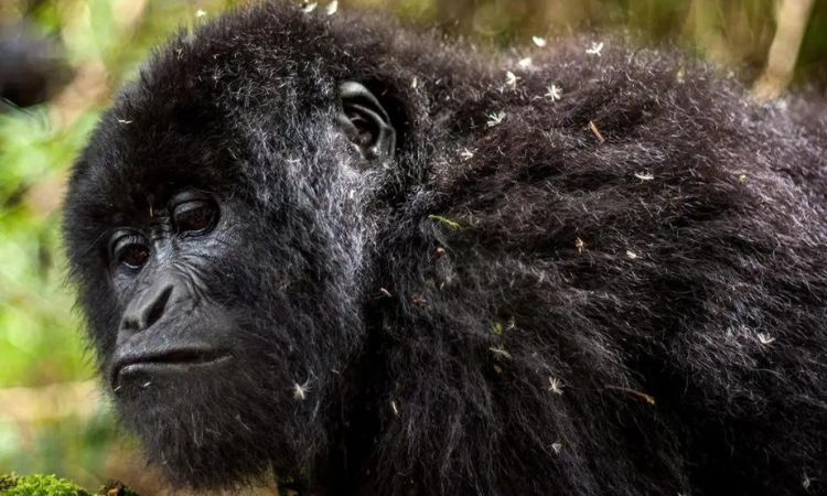 Travelers experiencing Kwita Izina gorilla conservation celebration in Rwanda