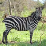 Weekend Getaways-Winter Safari