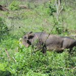 Uganda Safari- Uganda Safari Travel