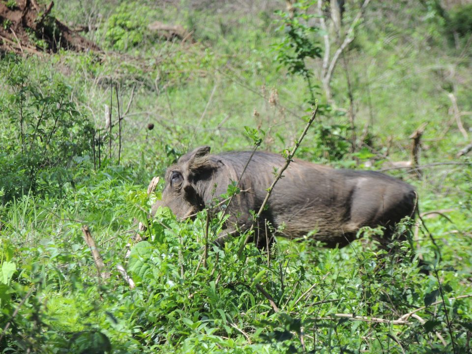Uganda Safari- Uganda Safari Travel