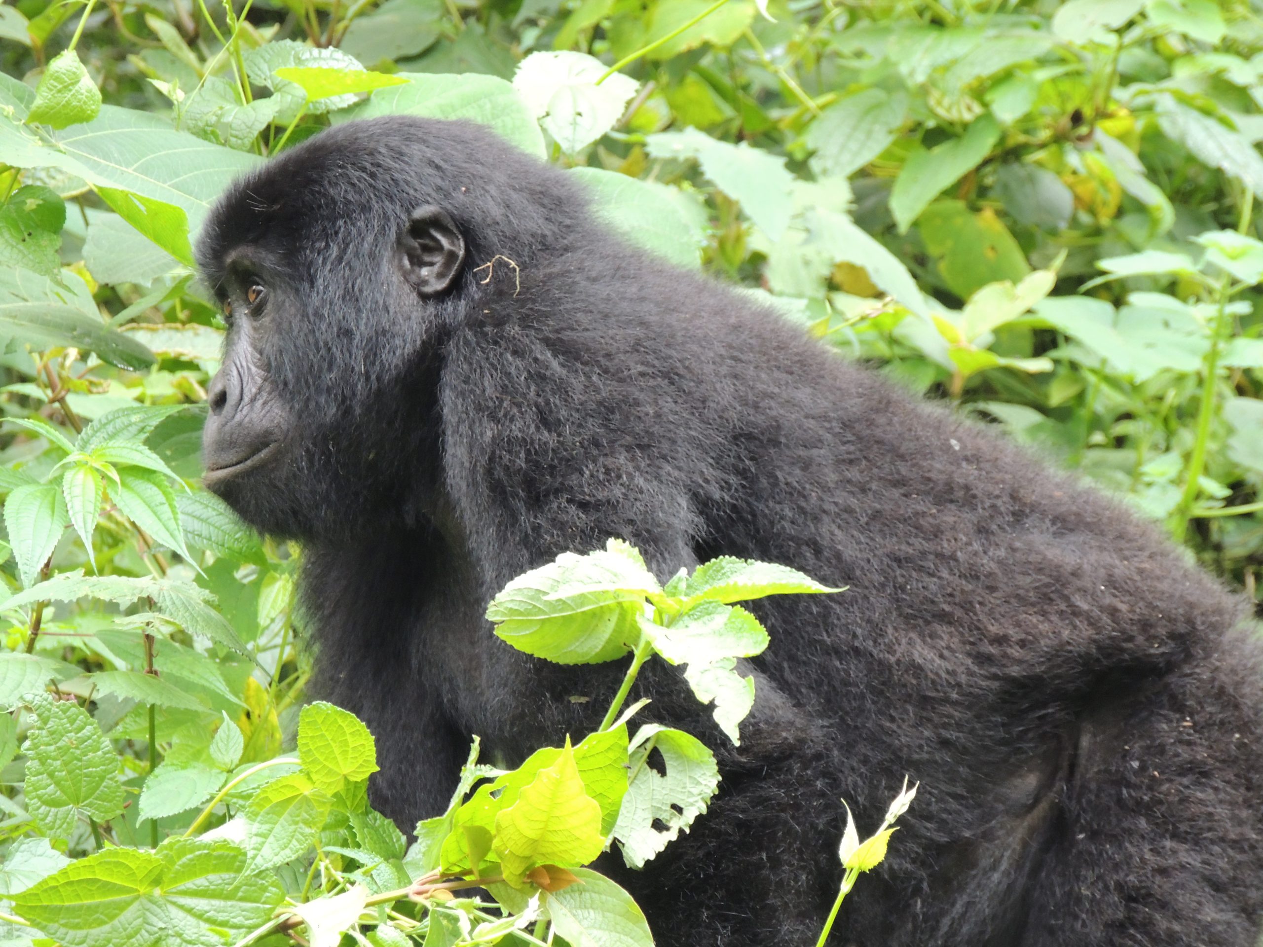 Gorilla Trek Guide- Gorilla Trekking Rwanda