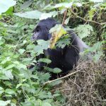 Gorilla Behavior-Wildlife & Gorillas