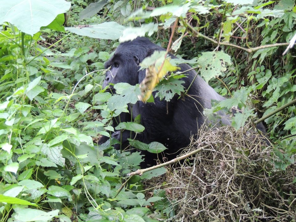 Gorilla Behavior-Wildlife & Gorillas