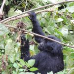 Mountain Gorilla Sounds