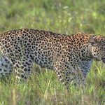 Uganda Adventures.-Uganda Safari