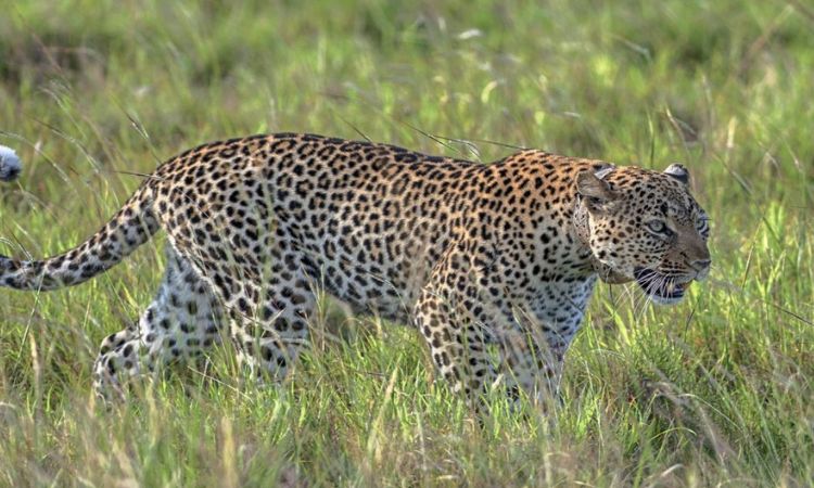 Uganda Adventures.-Uganda Safari