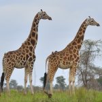 Uganda Holiday Destinations-Safari Countries