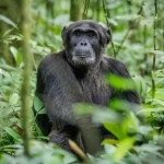 Rwanda's Best Day Trips-Chimpanzee Trekking
