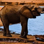 Kenya Safaris