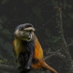 Golden monkey in the bamboo forests of Mgahinga Gorilla National Park, Uganda