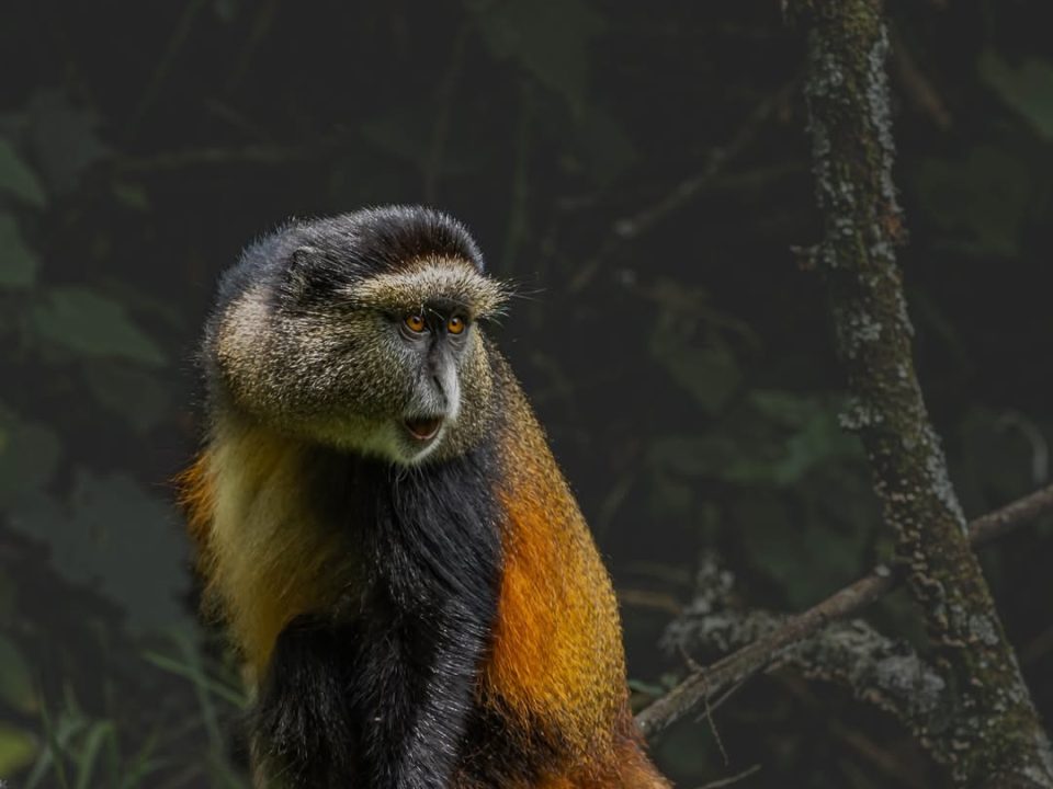 Golden monkey in the bamboo forests of Mgahinga Gorilla National Park, Uganda