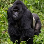 Uganda and Rwanda safari tour with gorillas, wildlife and scenic landscapes