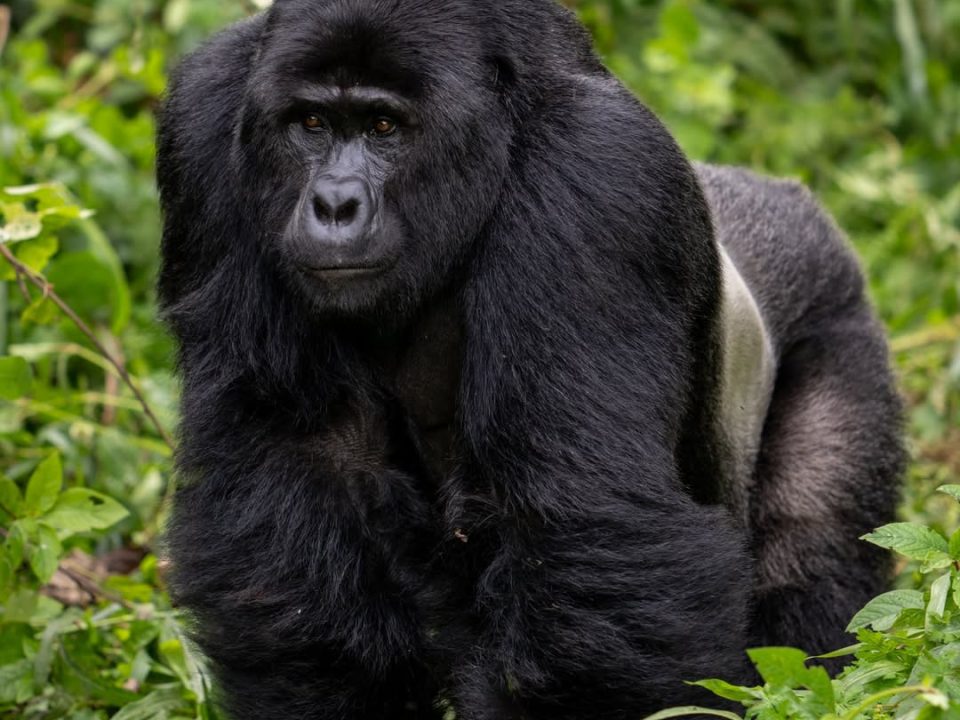 Uganda and Rwanda safari tour with gorillas, wildlife and scenic landscapes