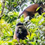Golden monkeys in Mgahinga Gorilla National Park Uganda