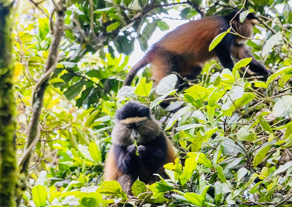 Golden monkeys in Mgahinga Gorilla National Park Uganda