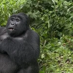 Are gorilla permits refundable in Uganda? Gorilla trekking permit information