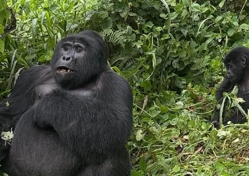 Are gorilla permits refundable in Uganda? Gorilla trekking permit information