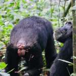 Hidden costs to consider when booking a Uganda safari
