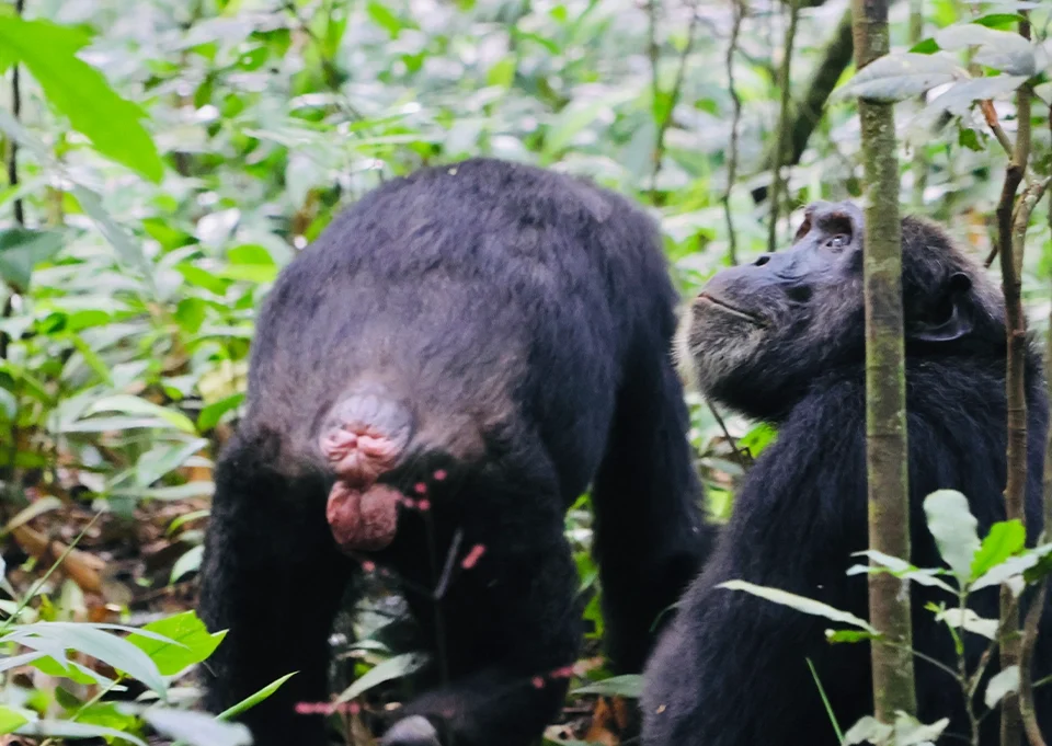 Hidden costs to consider when booking a Uganda safari