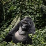 Uganda Safari from USA