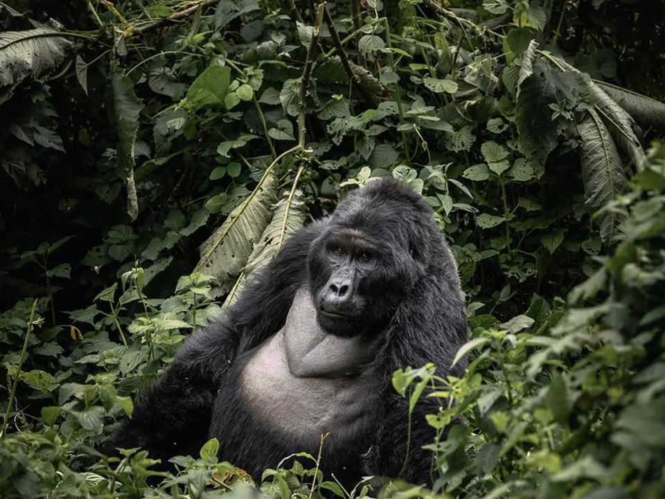 Uganda Safari from USA