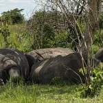 Best time to visit Uganda for a safari and wildlife viewing