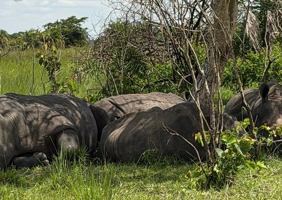 Best time to visit Uganda for a safari and wildlife viewing