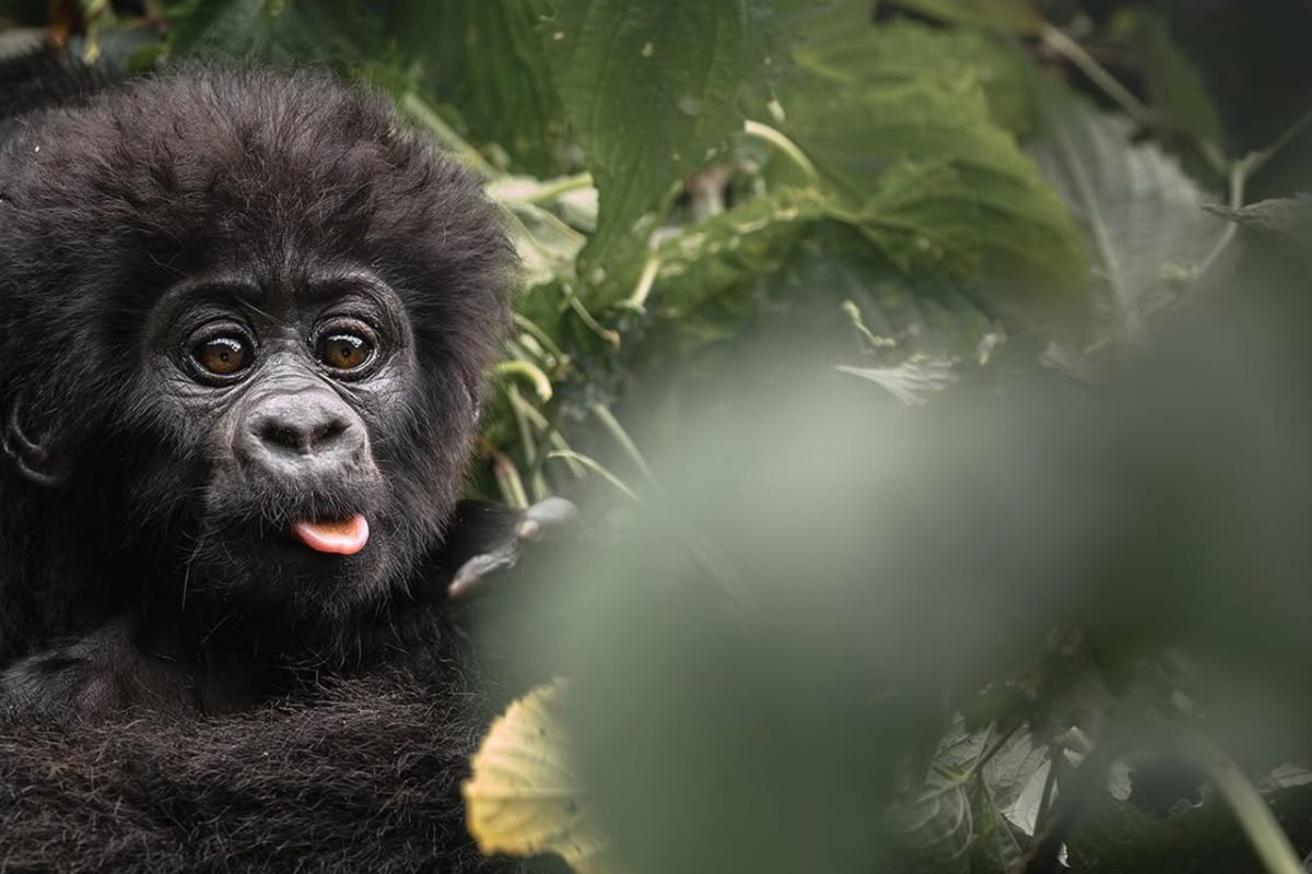 Gorilla Trekking & Safari