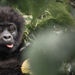 Is Uganda Safe for American Tourists?
