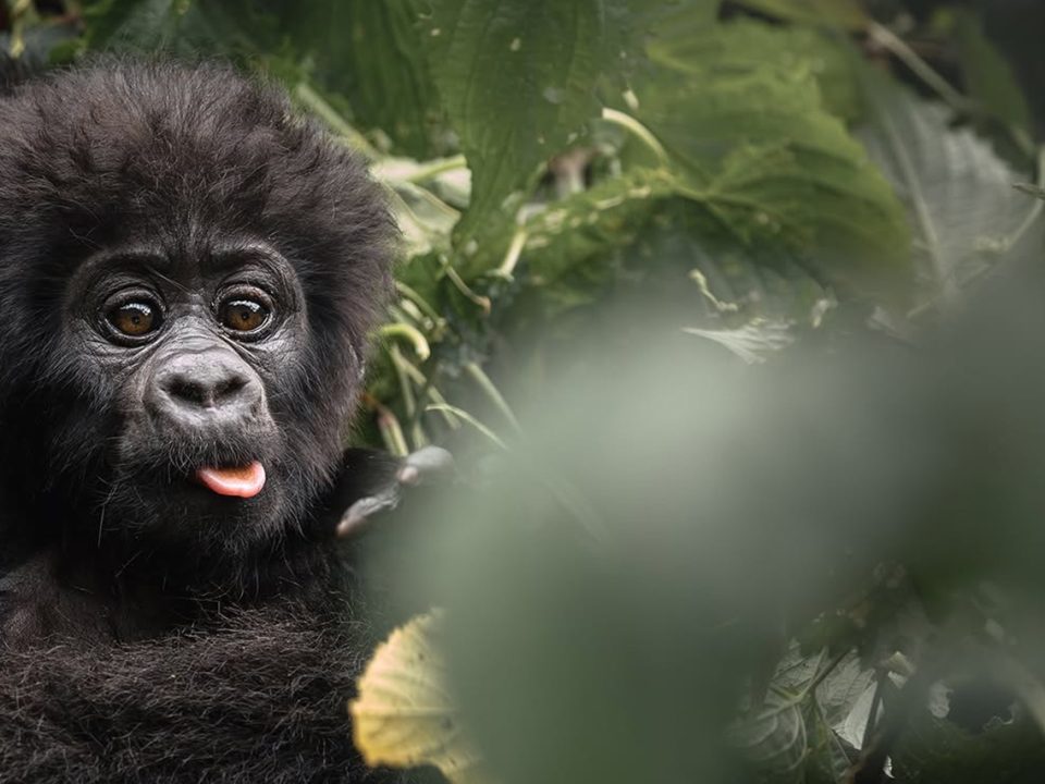 Is Uganda Safe for American Tourists?