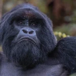 Tourists combining gorilla trekking with a wildlife safari in Uganda