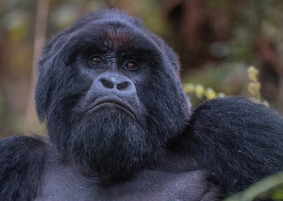 Tourists combining gorilla trekking with a wildlife safari in Uganda