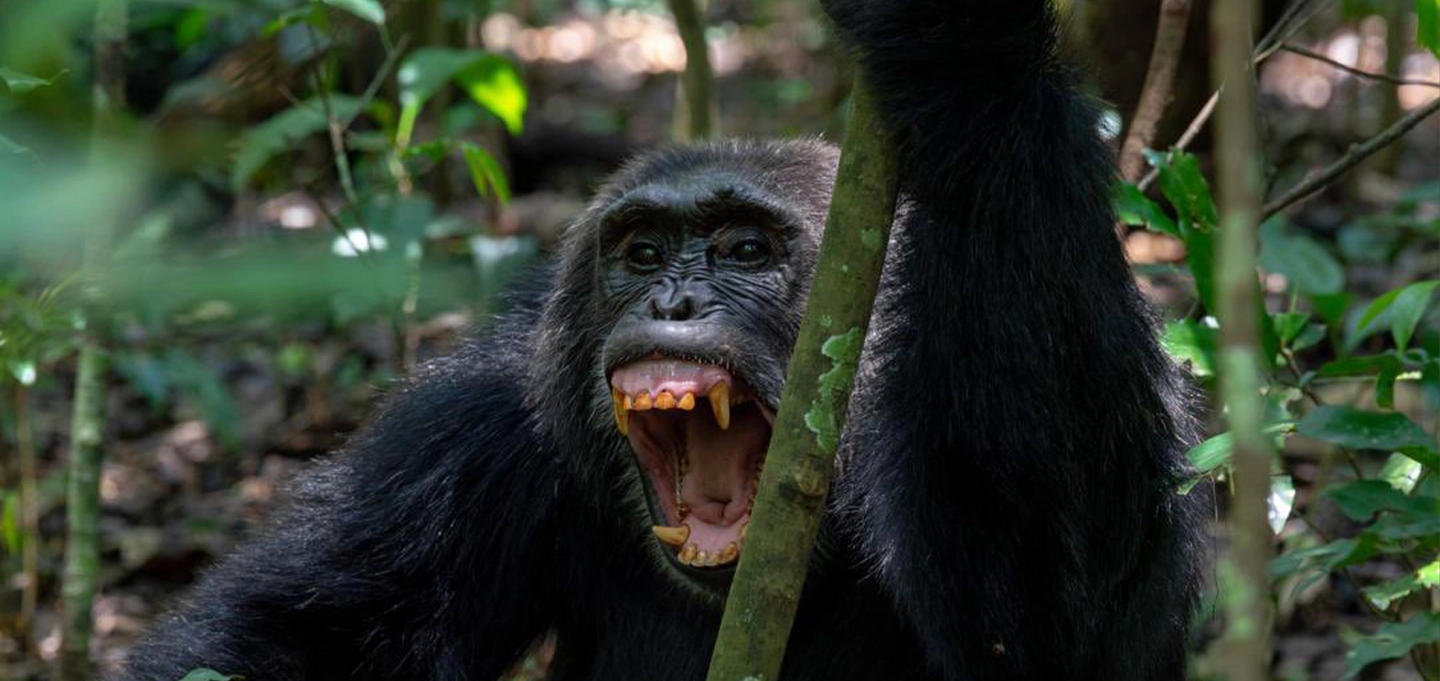 Gorilla Trekking and Chimpanzee Tracking in Uganda