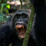 Gorilla and chimpanzee trekking experiences combined on a Uganda safari