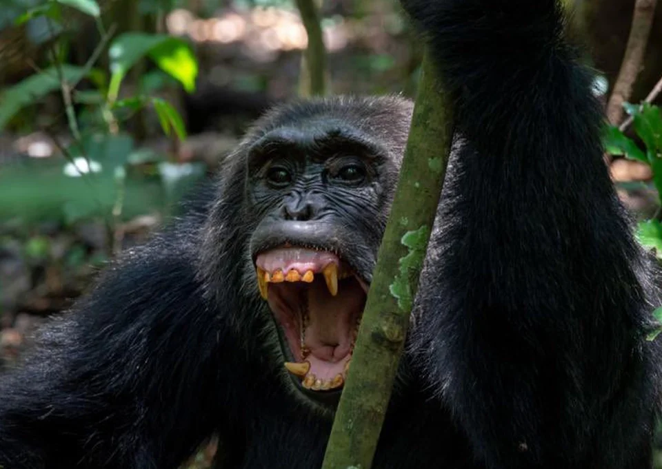 Gorilla and chimpanzee trekking experiences combined on a Uganda safari